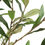 Thumbnail: Abundance Potted Olive