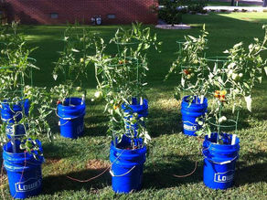 Electroculture Tomato Growers Achieve Gains of Over 50%