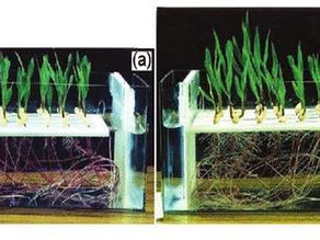 Research in Pictures: Rapid Seedling Growth Using Electricity