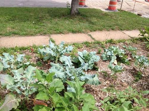Backyard Garden Electroculture Creates Large Broccoli, Tomato & Eggplants