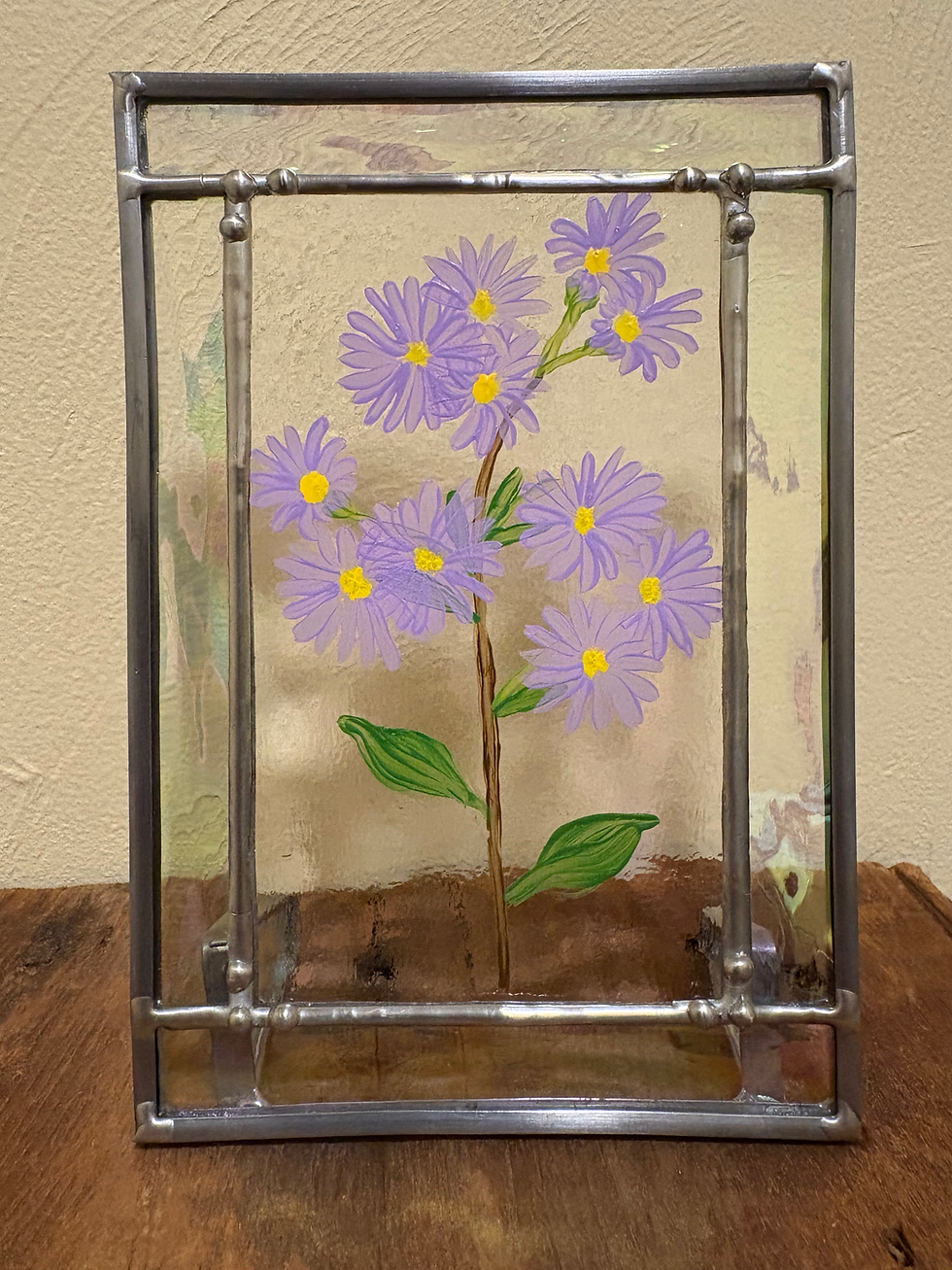 Aster in frame