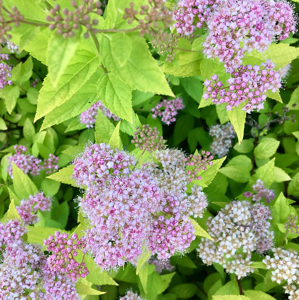 Spring