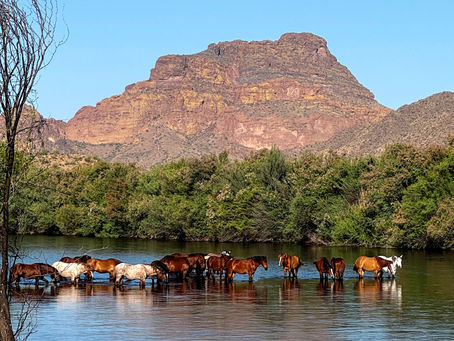 Wild and Free: The Magic of Arizona’s Salt River Horses