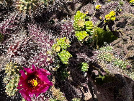 10 Garden Tools I Couldn’t Live Without in the Desert