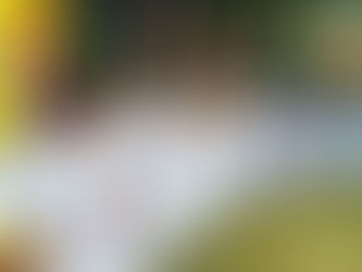 2019 සැප්තැම්බර් 13 වන දින පිණ්ඩපාත වැඩසටහන
