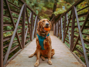 Paranoid About the Dog After a Newborn? Should You Really Worry? 