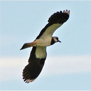 Nærbilde av en fugl som flyr