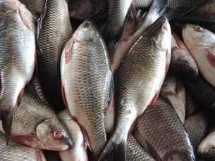 ปลายี่สกเทศ  Rohu