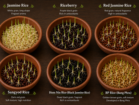 What Is Germinated Brown Rice?