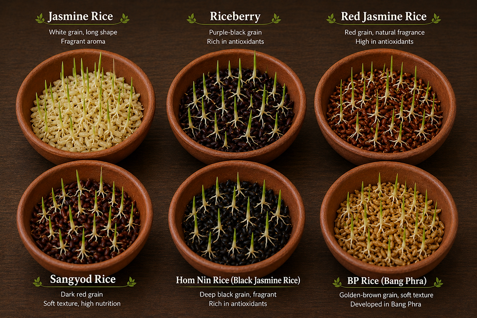 What Is Germinated Brown Rice?