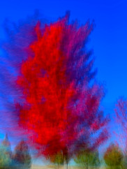 Valerie Burke mapletree_450x600.jpeg