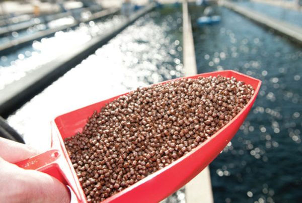 Điều chỉnh tần suất và liều lượng thức ăn là một phần quan trọng của việc chăm sóc cá Koi