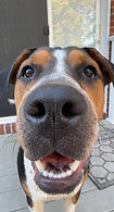 henry up close_edited