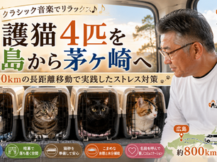 保護猫4匹の長距離輸送体験記｜広島から茅ヶ崎まで約800kmのストレス対策