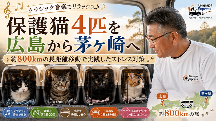 保護猫4匹の長距離輸送 広島から茅ヶ崎へ