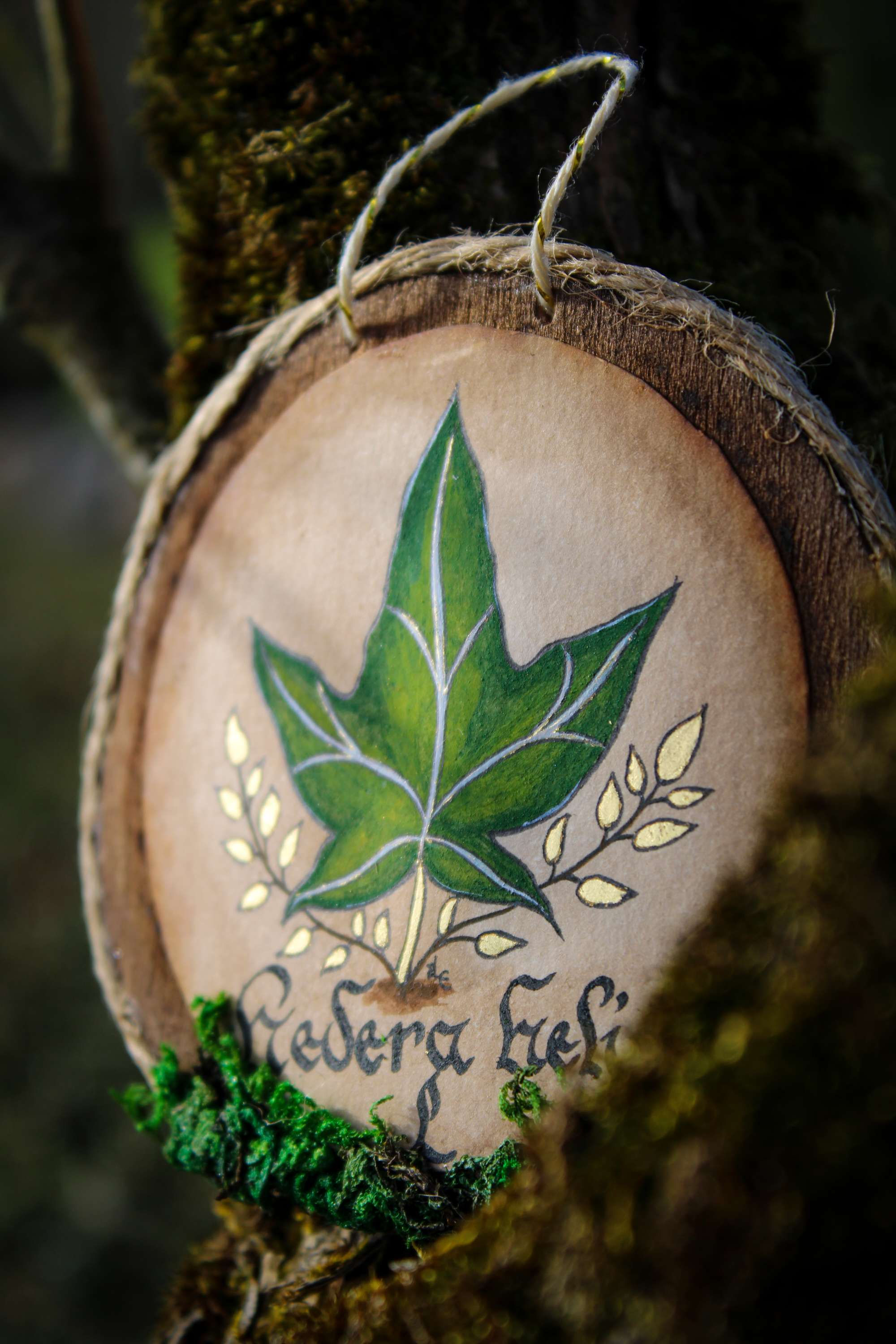 Illustration Lierre "Hedera Helix L" 