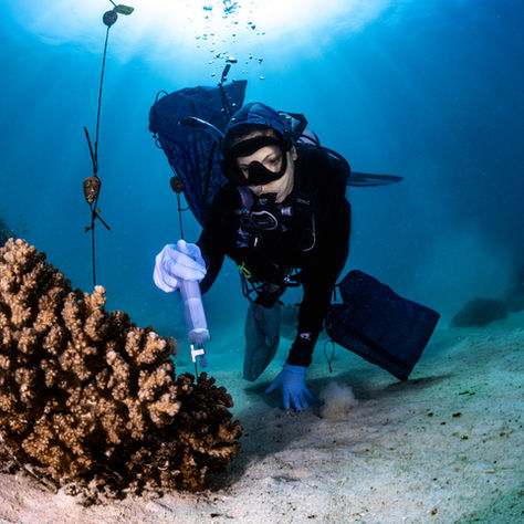 A woman diver administering probiotics to corals under the water