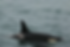 Photo of orca breeching