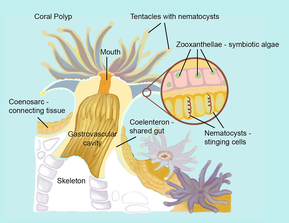 Scientific illustration of the anatomy of a coral polyp