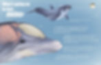 Cat's infographic explaining how a dolphin's melon works for echolocation.