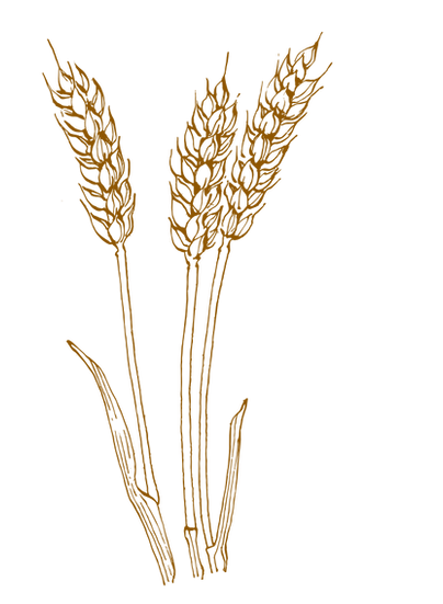 Spiga di grano.png