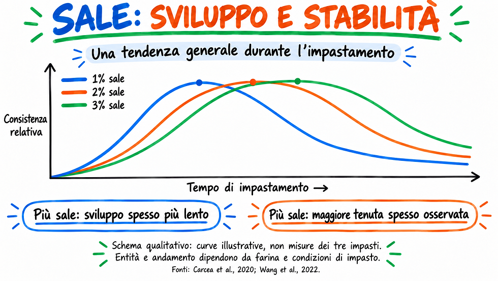 Curve qualitative del possibile effetto del sale su sviluppo e tenuta durante l’impastamento.