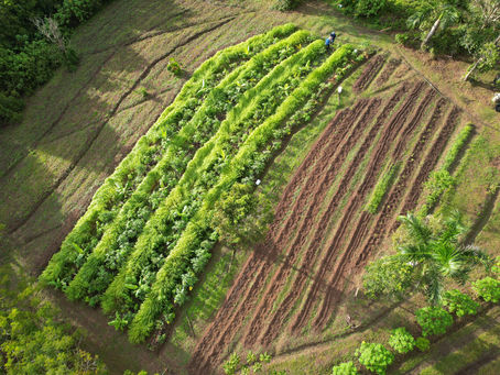 Agroforestería Sintrópica: Adaptaciones en Puerto Rico