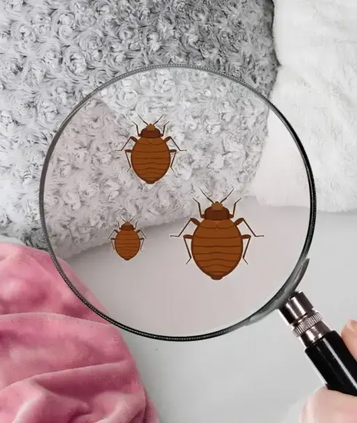 Bed-Bug-Inspections-Denver.webp