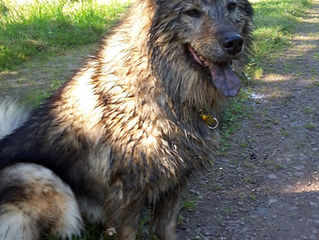 Dreckiger Hund - na und?