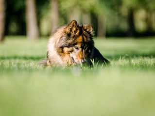 Hunde, die bellen ...