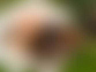 Was ist Artenvielfalt, was ist Biodiversität?