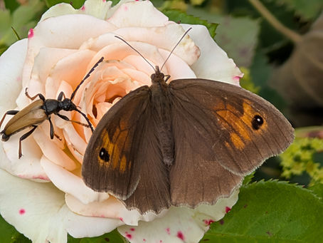 Was ist Artenvielfalt, was ist Biodiversität?