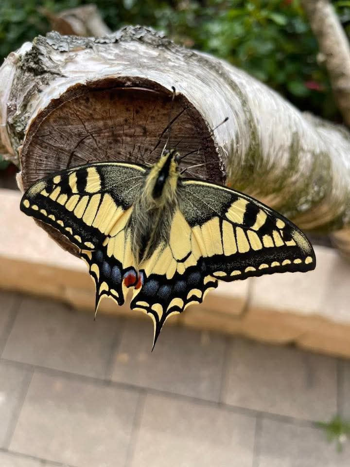 Der Schwalbenschwanz - einer unserer größten Tagfalter