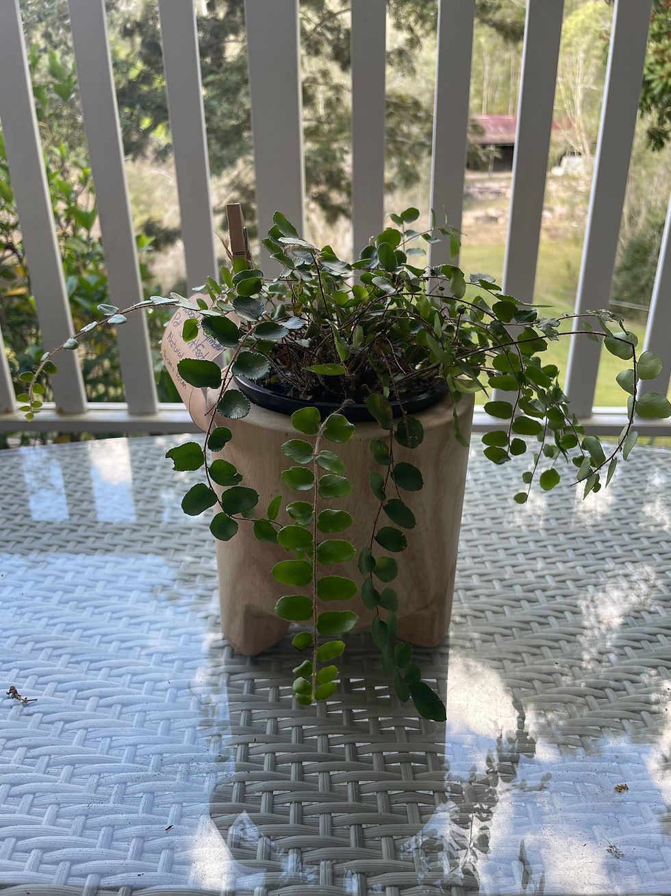 Thumbnail: Footed pot with native fern