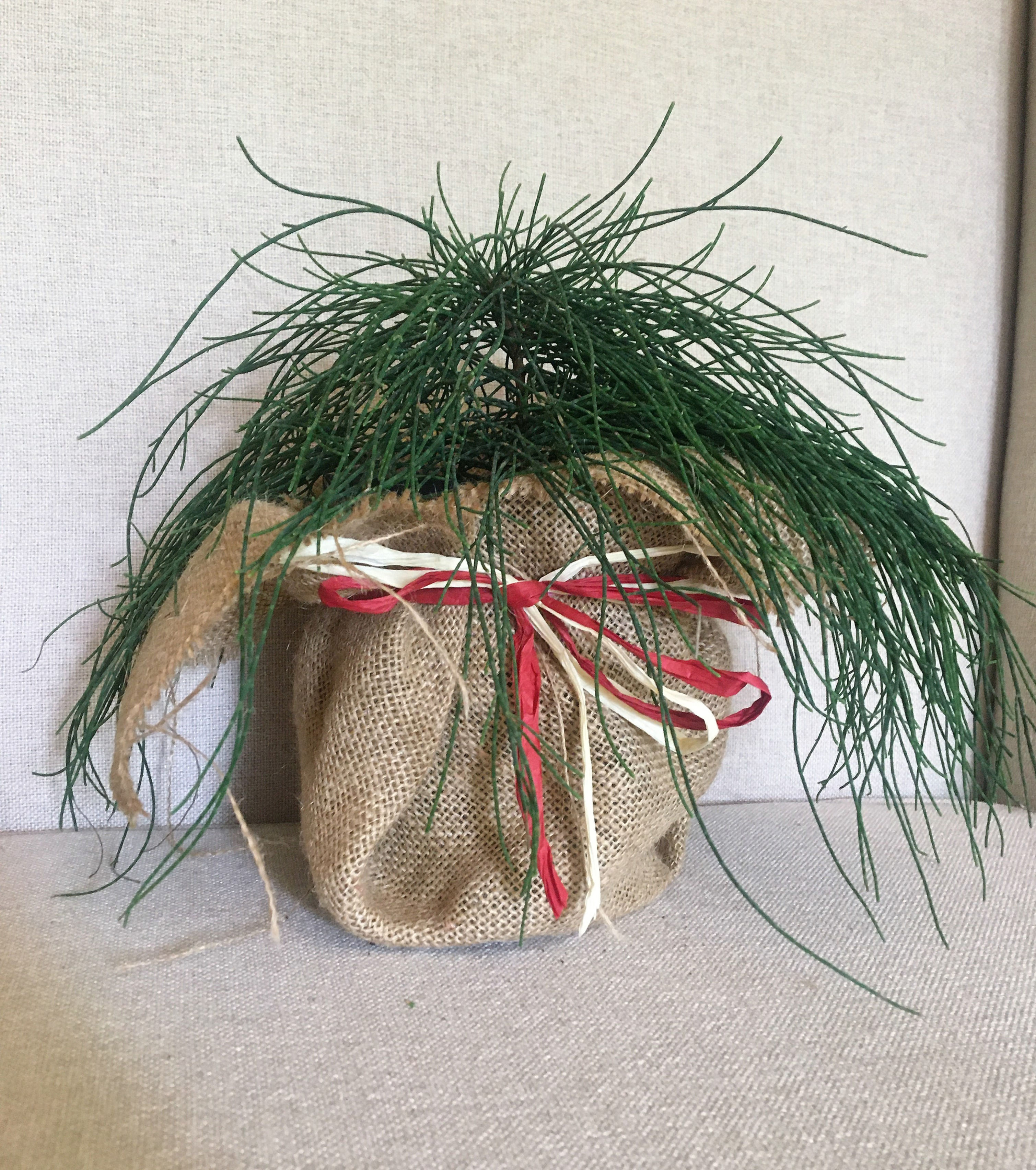 Cousin It Casuarina glauca 140mm