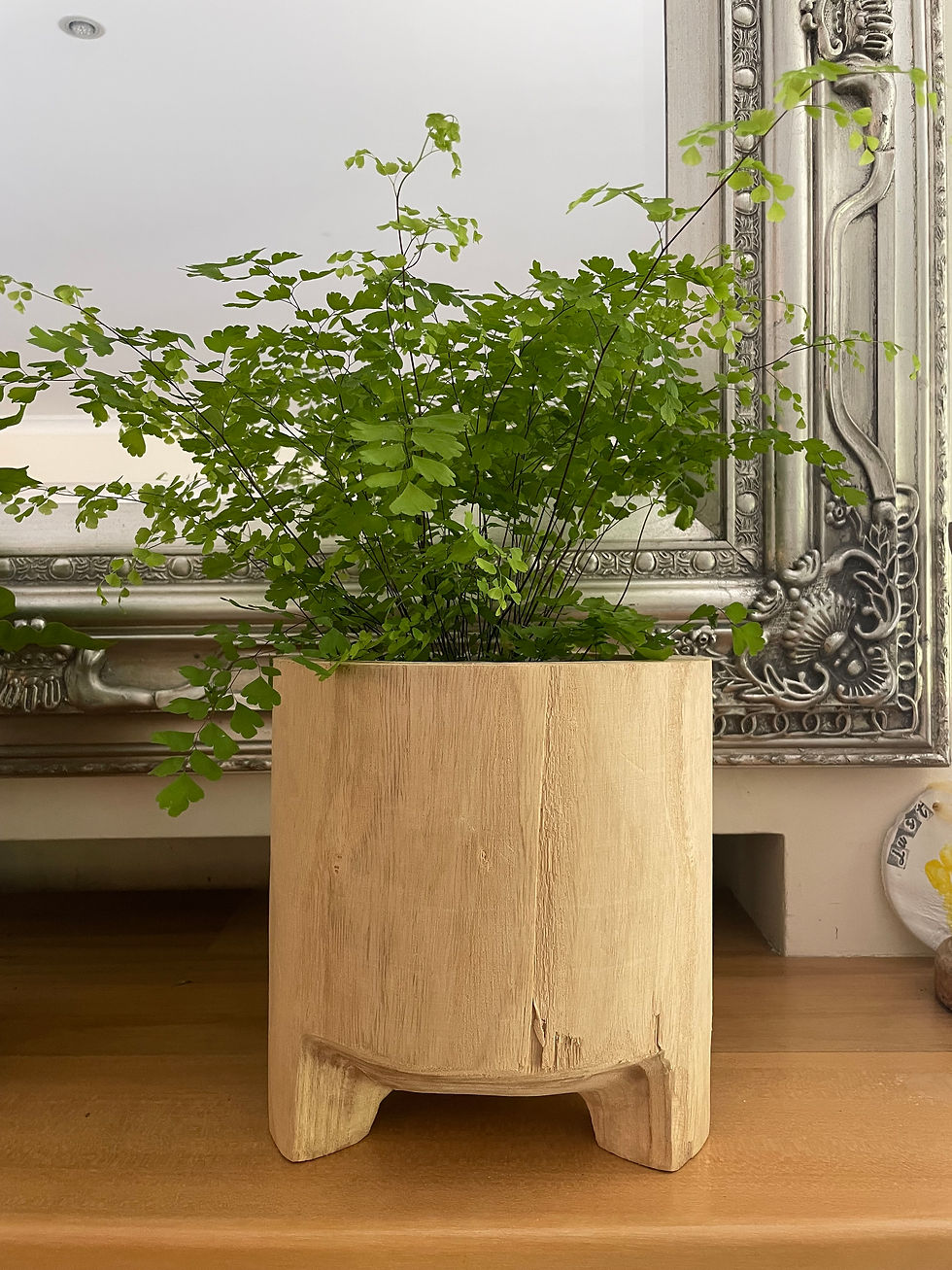 Thumbnail: Footed pot with native fern