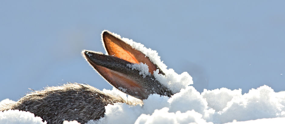 Skiën met Pasen: De perfecte mix van sneeuw & zon