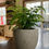 Thumbnail: Assorted Potted Plant Selection