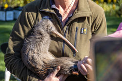 Kiwi bird in person's arms