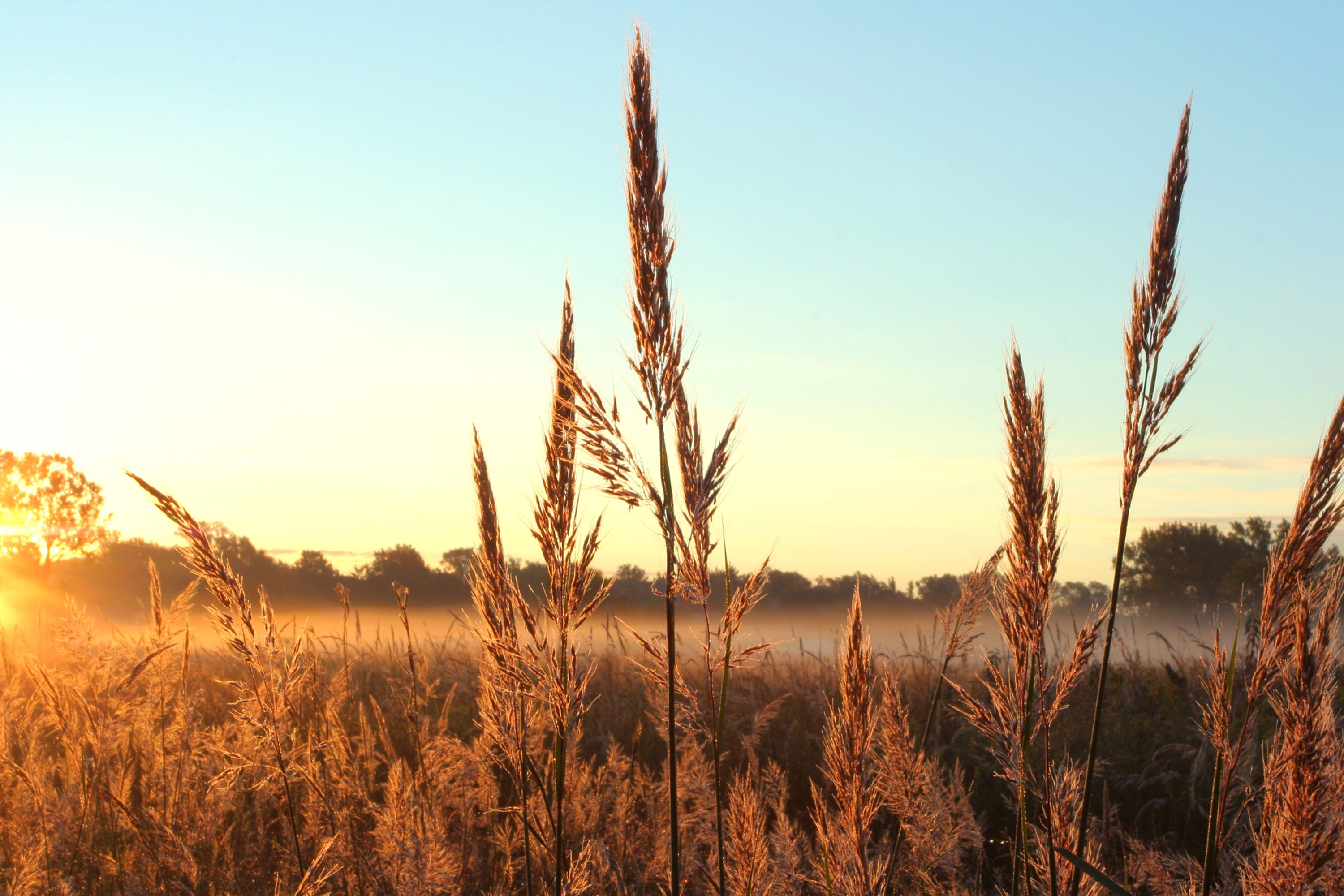 CP2- Warm Season Native Grasses