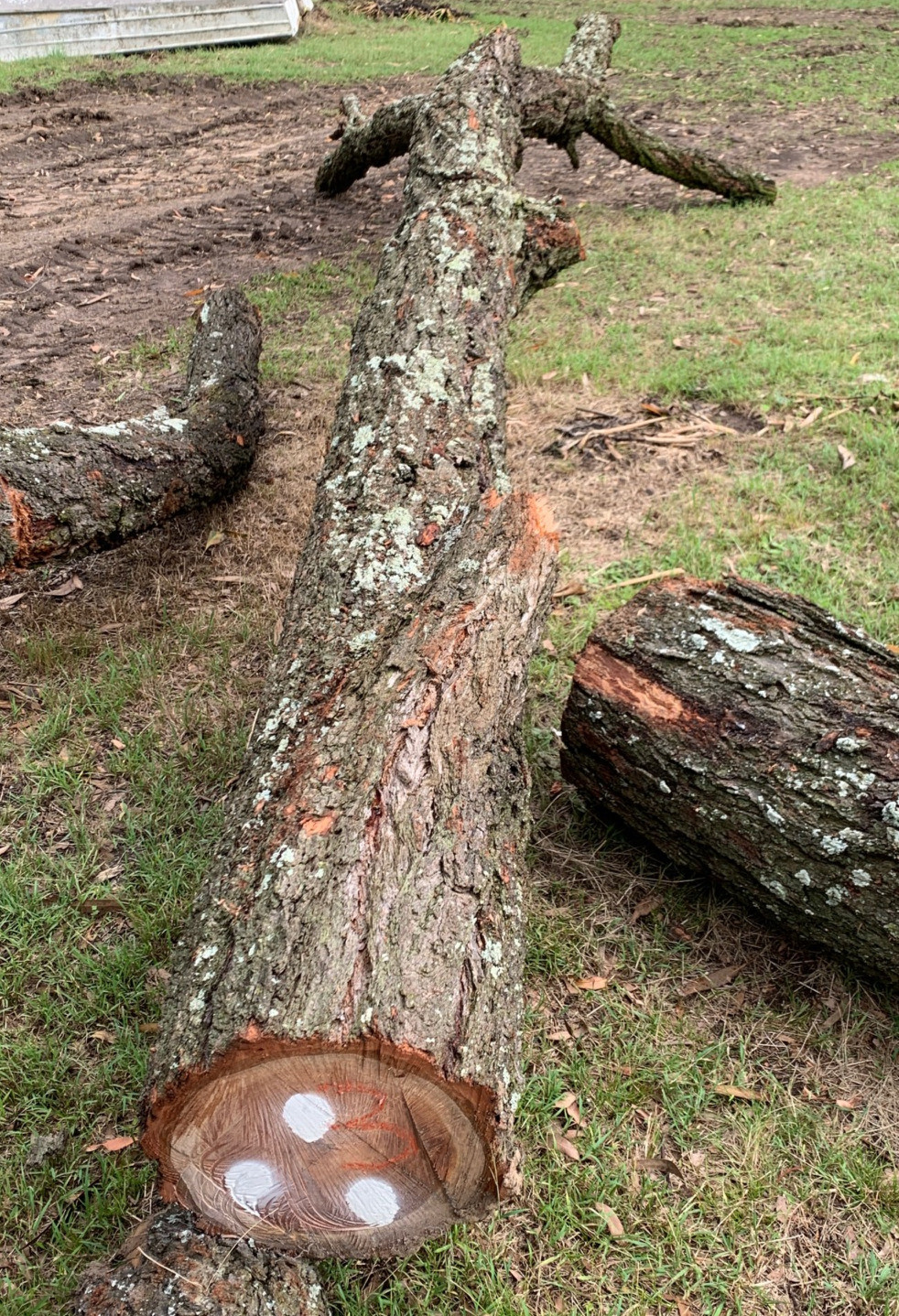 Structural Ironbark Log