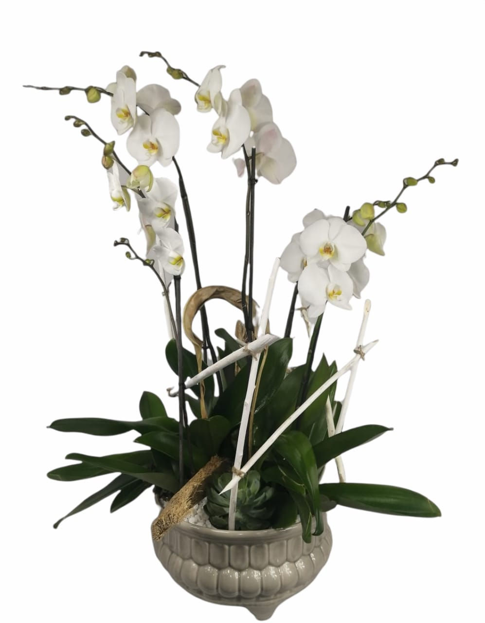 Jardín de orquídeas.