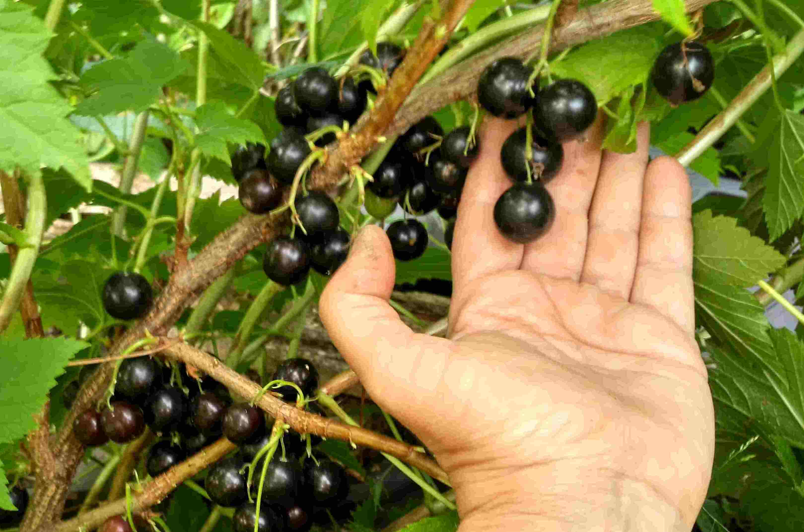 Саженцы Черной Смородины Крупноплодной Купить В Алматы