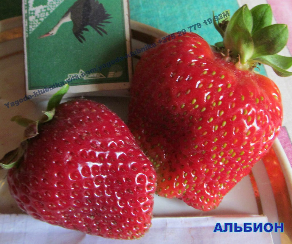 Альбион