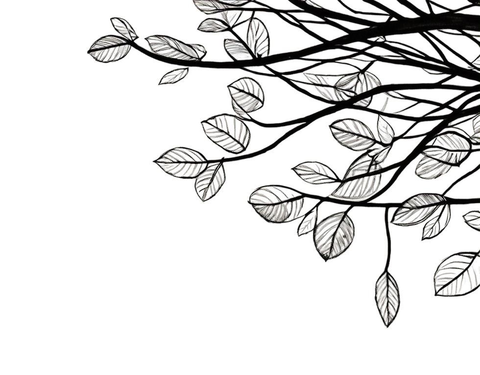 Generate a sketched image of tree branches with leaves on them coming from the lower right