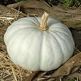 Pumpkin Flat White.jpg