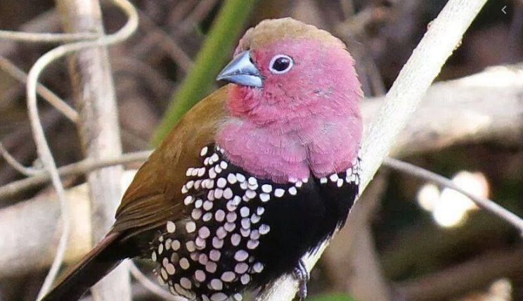 BIRDS.png