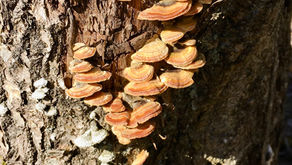 På kjukejakt i skogen 