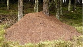 På maurjakt i skogen 