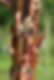 acer griseum bark.jpg